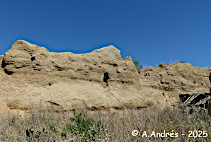 Restos de tapial de la muralla, zona sudoriental